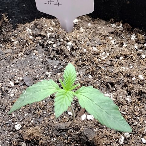 Trainwreck Auto growlog photo: Transplanted Smaller into final pot with ocean breeze soil