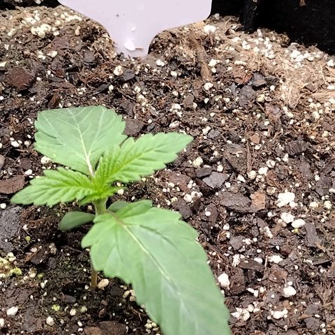 Trainwreck Auto growlog photo: Transplanted Smaller into final pot with ocean breeze soil