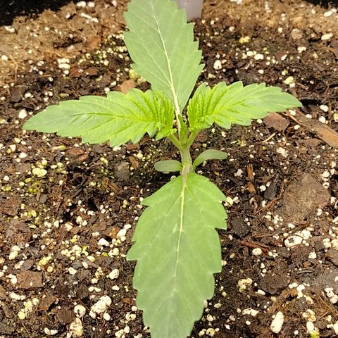 Trainwreck Auto growlog photo: Transplanted Smaller into final pot with ocean breeze soil