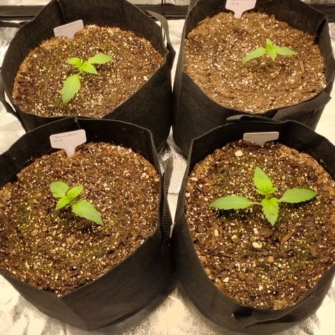 Trainwreck Auto growlog timeline photo