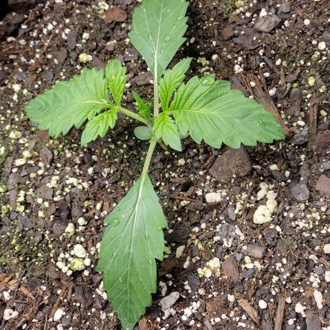 Trainwreck Auto growlog timeline photo