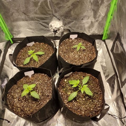 Trainwreck Auto growlog timeline photo