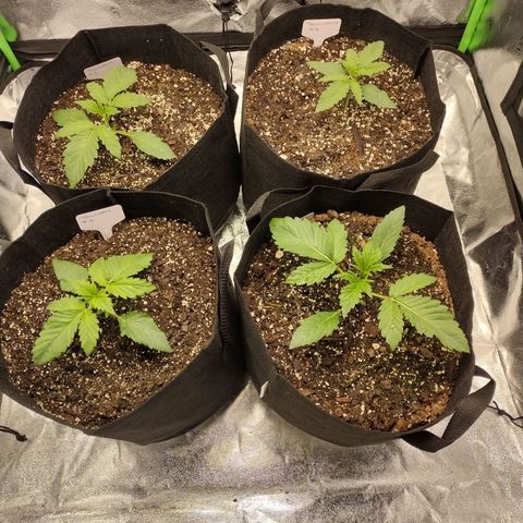 Trainwreck Auto growlog timeline photo