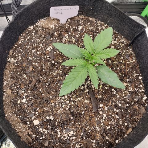 Trainwreck Auto growlog timeline photo