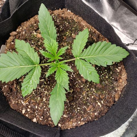 Trainwreck Auto growlog timeline photo