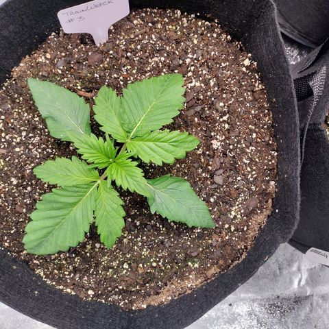 Trainwreck Auto growlog timeline photo