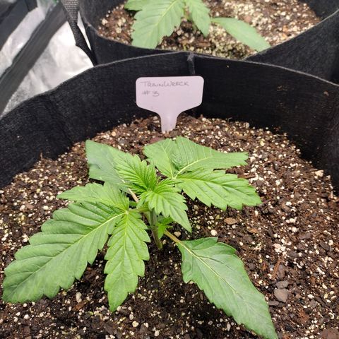 Trainwreck Auto growlog timeline photo