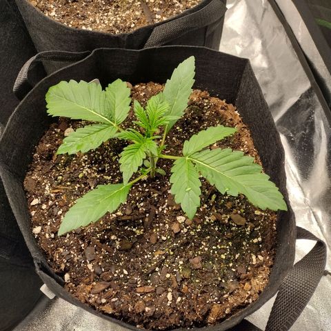 Trainwreck Auto growlog timeline photo