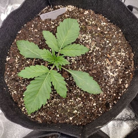 Trainwreck Auto growlog timeline photo