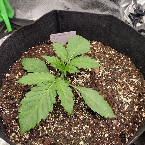 Trainwreck Auto growlog timeline photo