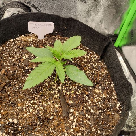 Trainwreck Auto growlog timeline photo