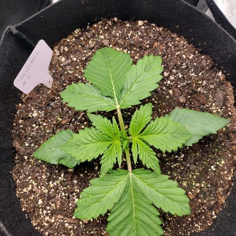 Trainwreck Auto growlog timeline photo
