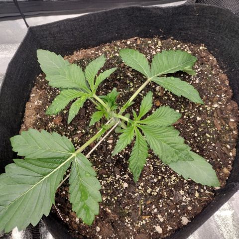 Trainwreck Auto growlog timeline photo