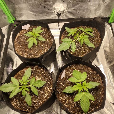 Trainwreck Auto growlog timeline photo