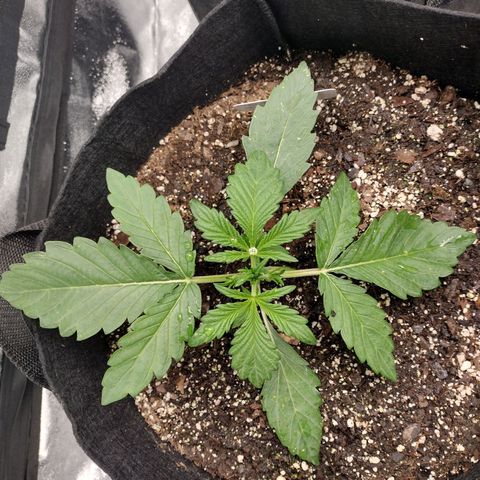 Trainwreck Auto growlog timeline photo