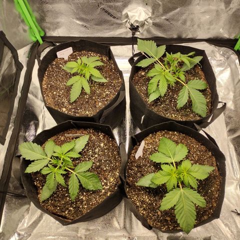 Trainwreck Auto growlog timeline photo