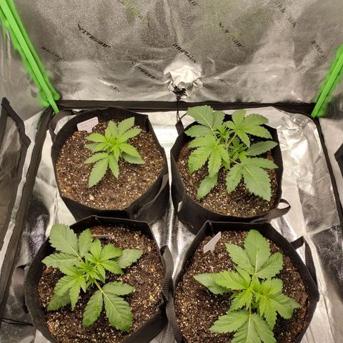Trainwreck Auto growlog timeline photo