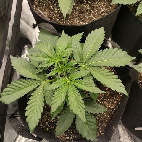 Trainwreck Auto growlog timeline photo