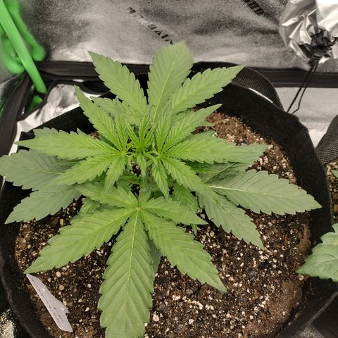 Trainwreck Auto growlog timeline photo