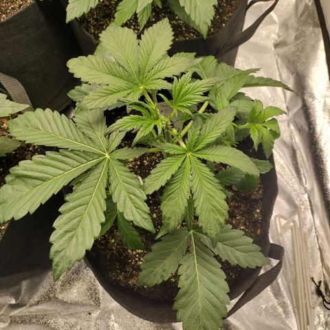 Trainwreck Auto growlog timeline photo