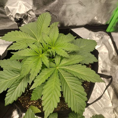 Trainwreck Auto growlog timeline photo