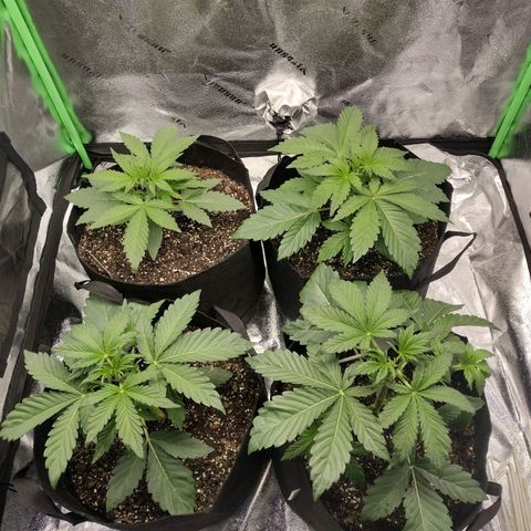 Trainwreck Auto growlog timeline photo