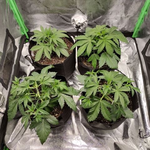 Trainwreck Auto growlog photo: 2 Days after topping and lst 