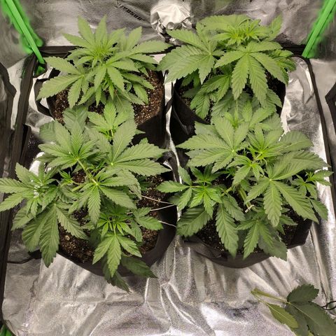 Trainwreck Auto growlog photo: Topped 2nd plant and trimmed