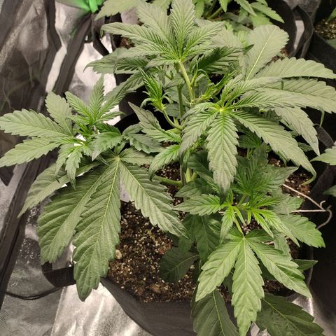 Trainwreck Auto growlog photo: Topped 2nd plant and trimmed