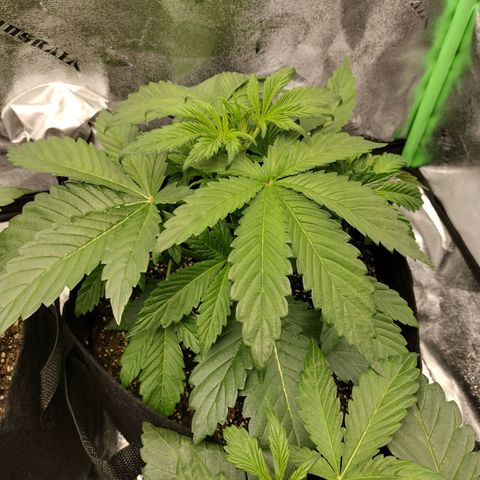 Trainwreck Auto growlog photo: Topped 2nd plant and trimmed
