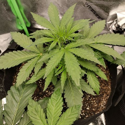 Trainwreck Auto growlog photo: Topped 2nd plant and trimmed