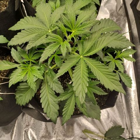Trainwreck Auto growlog photo: Topped 2nd plant and trimmed