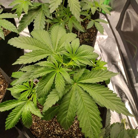 Trainwreck Auto growlog photo: Topped 3rd and trimmed 