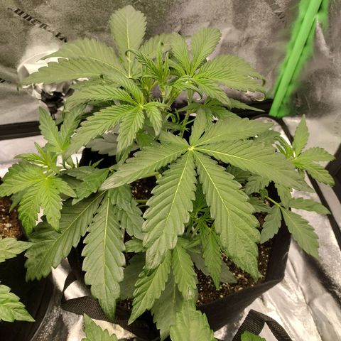 Trainwreck Auto growlog photo: Topped 3rd and trimmed 