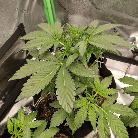 Trainwreck Auto growlog photo: Topped 3rd and trimmed 