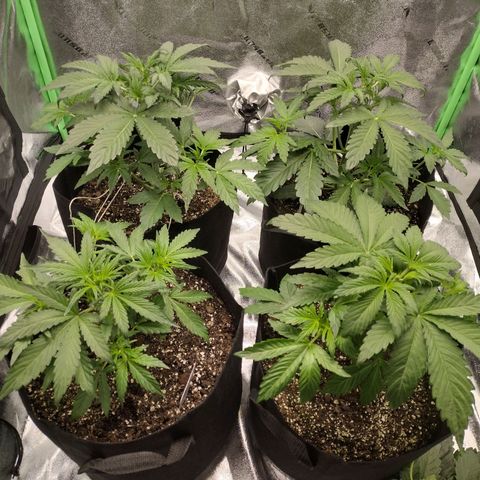 Trainwreck Auto growlog photo: Topped 3rd and trimmed 