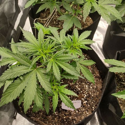 Trainwreck Auto growlog photo: Topped 3rd and trimmed 