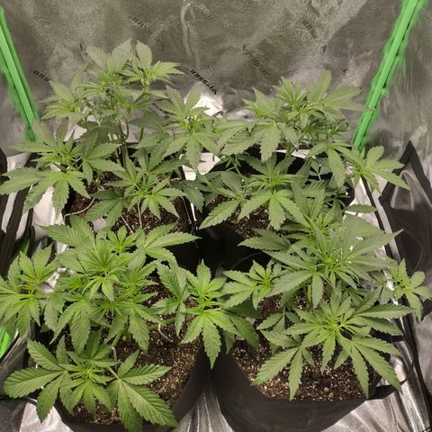 Trainwreck Auto growlog timeline photo