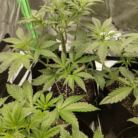 Trainwreck Auto growlog timeline photo