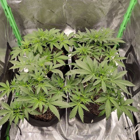 Trainwreck Auto growlog timeline photo