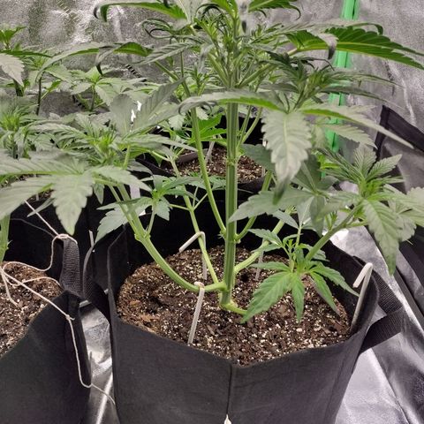 Trainwreck Auto growlog timeline photo