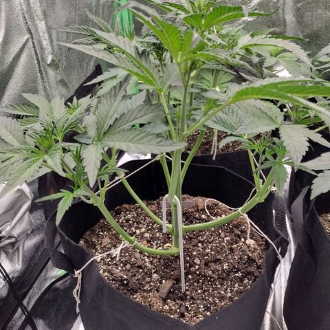 Trainwreck Auto growlog timeline photo