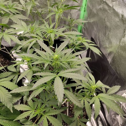 Trainwreck Auto growlog timeline photo