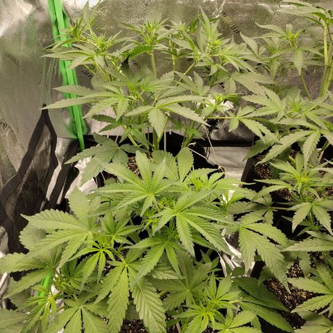 Trainwreck Auto growlog timeline photo