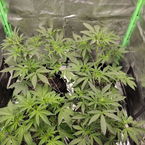Trainwreck Auto growlog timeline photo