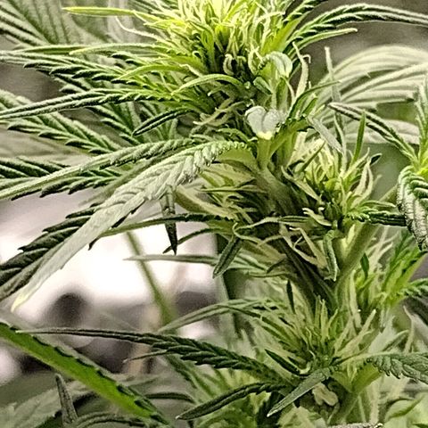 Trainwreck Auto growlog timeline photo
