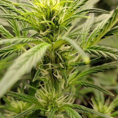 Trainwreck Auto growlog timeline photo