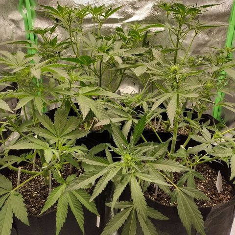 Trainwreck Auto growlog timeline photo