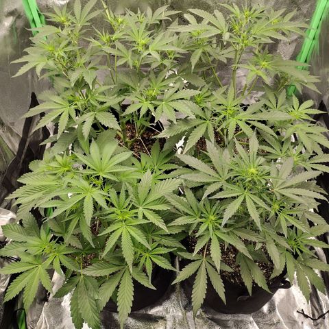 Trainwreck Auto growlog timeline photo