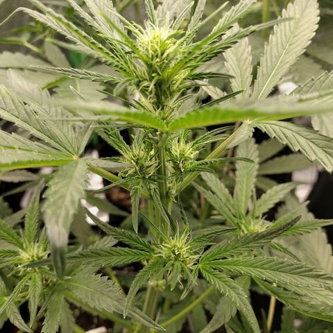 Trainwreck Auto growlog timeline photo